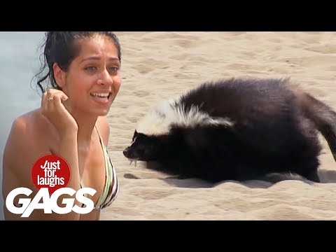 Mejores Bromas – Chicas calientes en la playa